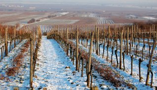 Verschneite Weinberge bei Deidesheim © Tourist Service GmbH Deidesheim