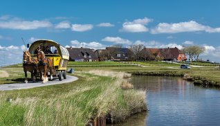 Kutschfahrt auf Hallig Hooge © franke182-stock.adobe.com