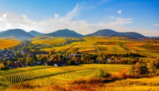 Weinberge im Herbst in der Südpfalz © Schwitzke - stock.adobe.com